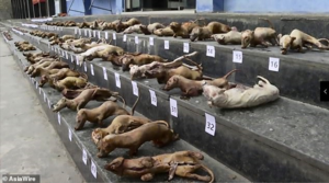 Phát hiện ổ động vật hoang dã hàng trăm con tại Trung Quốc giữa mùa dịch corona