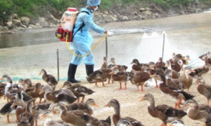 Giữa 'tâm bão' virus corona, Bộ NN&PTNT ra công điện khẩn phòng chống dịch cúm gia cầm