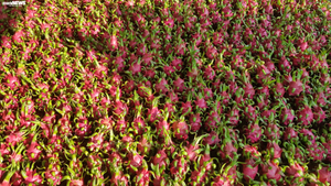 Xuất khẩu nông sản gặp khó do virus corona, Bộ Công Thương kiến nghị hỗ trợ 