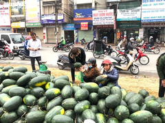 Dân Hà Nội nhiệt tình mua, hàng chục tấn dưa hấu 'vỉa hè' được 'giải cứu'