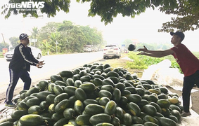 30 tấn dưa hấu Gia Lai, Bình Định được dân Hải Phòng mua sạch