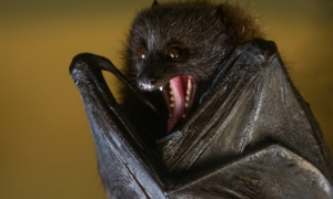 Video: Vì sao dơi là loài mang nhiều mầm bệnh nguy hiểm nhất?