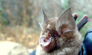 500 loại virus corona được tìm thấy ở dơi 