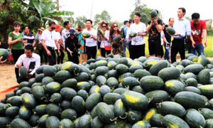 Gần 22 nghìn tấn dưa hấu sắp thu hoạch, Quảng Ngãi chưa biết bán cho ai