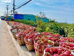 Chuyên gia Trung Quốc: SARS-CoV-2 tiến hoá thành 2 chủng khác nhau