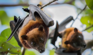 Video: Nguy cơ lây nhiễm dịch bệnh từ động vật hoang dã