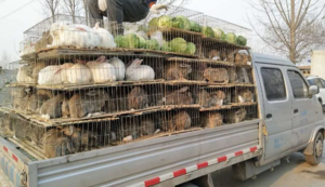 Thâm Quyến sẽ cấm ăn thịt chó, mèo nhằm ngăn chặn sự lây lan của Covid-19