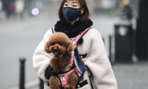 Hong Kong: Phát hiện trường hợp chó 'dương tính yếu' với Covid-19