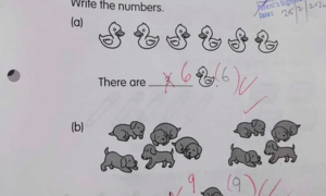 Tranh cãi bài toán đếm vịt và chó của học sinh lớp 1