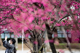 Nở đúng mùa dịch Covid-19, hoa anh đào Nhật vắng bóng người xem