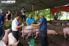 Thái Lan giảm xuất khẩu thịt lợn sang Việt Nam