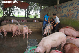 Thái Lan giảm xuất khẩu thịt lợn sang Việt Nam