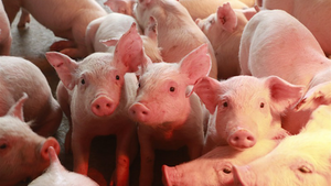Thái Lan giảm xuất khẩu thịt lợn sang Việt Nam