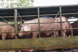 Thái Lan giảm xuất khẩu thịt lợn sang Việt Nam