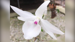 Vỡ mộng làm giàu, mất tiền tỷ buôn lan đột biến, có nên tiếp tục dốc vốn đầu tư?