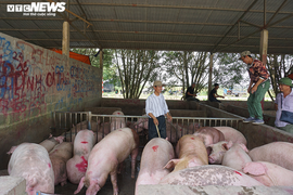Thái Lan giảm xuất khẩu thịt lợn sang Việt Nam