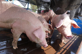 Thái Lan giảm xuất khẩu thịt lợn sang Việt Nam