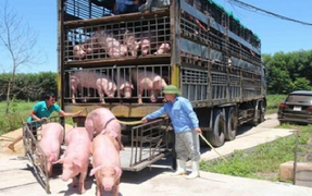 Thái Lan giảm xuất khẩu thịt lợn sang Việt Nam