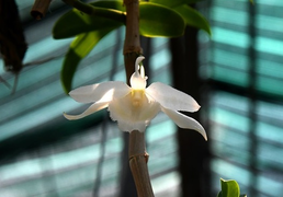 Vỡ mộng làm giàu, mất tiền tỷ buôn lan đột biến, có nên tiếp tục dốc vốn đầu tư?