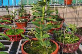 Vỡ mộng làm giàu, mất tiền tỷ buôn lan đột biến, có nên tiếp tục dốc vốn đầu tư?