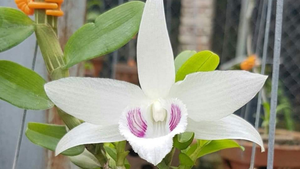 Vỡ mộng làm giàu, mất tiền tỷ buôn lan đột biến, có nên tiếp tục dốc vốn đầu tư?