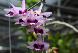 Vỡ mộng làm giàu, mất tiền tỷ buôn lan đột biến, có nên tiếp tục dốc vốn đầu tư?