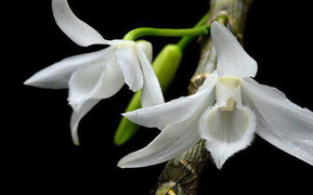 Ngậm đắng nuốt cay vì những thương vụ lừa đảo lan đột biến 