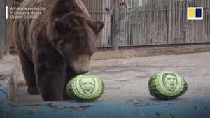 Video: Gấu và hổ vườn thú Nga dự đoán bầu cử Tổng thống Mỹ 2020