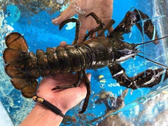 Bất chấp COVID-19, người Mỹ vẫn xếp hàng dài mua đồ Black Friday