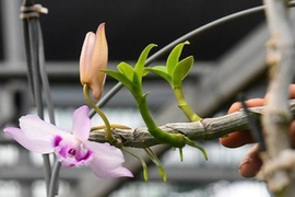 Ngậm đắng nuốt cay vì những thương vụ lừa đảo lan đột biến 