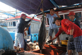 Nỗi trăn trở của vị Bí thư Tỉnh ủy với nghề câu cá ngừ đại dương