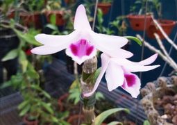 Ngậm đắng nuốt cay vì những thương vụ lừa đảo lan đột biến 