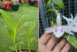 Ngậm đắng nuốt cay vì những thương vụ lừa đảo lan đột biến 