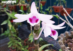 Ngậm đắng nuốt cay vì những thương vụ lừa đảo lan đột biến 