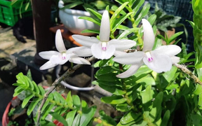 Ngậm đắng nuốt cay vì những thương vụ lừa đảo lan đột biến 