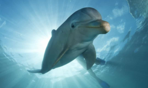 Không thở được dưới nước, vì sao cá heo không chết đuối khi ngủ?