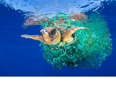 Nhựa dùng một lần - mối hiểm họa của môi trường biển