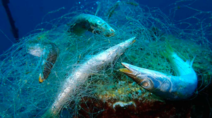 Nhựa dùng một lần - mối hiểm họa của môi trường biển