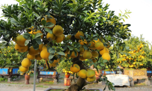 Video: Cận cảnh vườn bưởi cổ thụ tiền tỷ sẵn sàng vào vụ Tết 