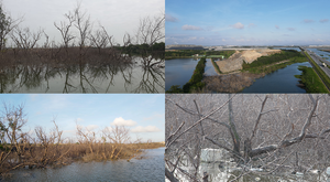 Cánh rừng ngập mặn ở Hải Phòng chết khô: Công an vào cuộc điều tra