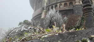 Rét hại, băng giá kỷ lục ở miền Bắc làm gần 1.600 gia súc bị chết