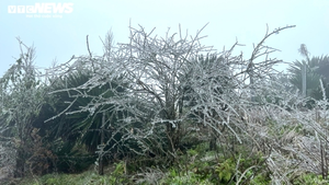 Rét hại, băng giá kỷ lục ở miền Bắc làm gần 1.600 gia súc bị chết