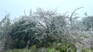 Rét hại, băng giá kỷ lục ở miền Bắc làm gần 1.600 gia súc bị chết