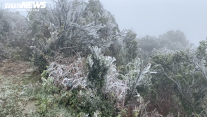 Rét hại, băng giá kỷ lục ở miền Bắc làm gần 1.600 gia súc bị chết