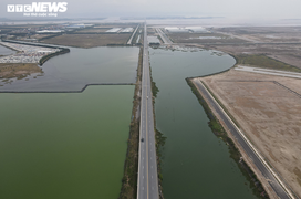 Cánh rừng ngập mặn ở Hải Phòng chết khô: Công an vào cuộc điều tra