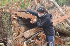 Hoang tàn cánh rừng già ở Gia Lai 'đổ máu': Đơn vị quản lý rừng báo cáo gì?