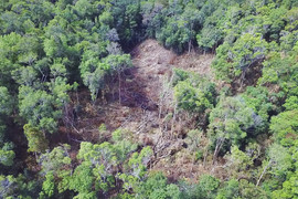 Hoang tàn cánh rừng già ở Gia Lai 'đổ máu': Đơn vị quản lý rừng báo cáo gì?