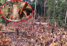 Hoang tàn cánh rừng già ở Gia Lai 'đổ máu': Đơn vị quản lý rừng báo cáo gì?