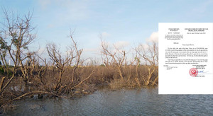 Cánh rừng ngập mặn ở Hải Phòng chết khô: Công an vào cuộc điều tra