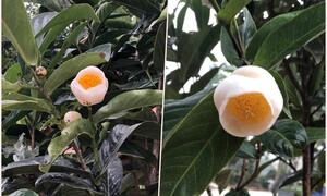 Sau cơn sốt điên cuồng, bạch hải đường 'bay màu' không dấu vết